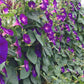 Grandpa Ott Morning Glory Seeds | Non-GMO | Purple Blooms | Attracts Pollinators | Fast Growing Vine |