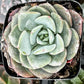Echeveria Pinwheel