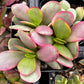 Crassula Platyphylla Pink Jade