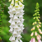 Alba Foxglove Seeds | Non-GMO | Pure White Blooms | Tall Elegant Spikes |