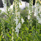 Alba Foxglove Seeds | Non-GMO | Pure White Blooms | Tall Elegant Spikes |