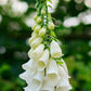 Alba Foxglove Seeds | Non-GMO | Pure White Blooms | Tall Elegant Spikes |