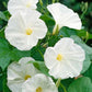 Pearly Gates Morning Glory Seeds | Non-GMO | Pure White Blooms | Fast-Climbing Vine |