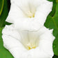 Pearly Gates Morning Glory Seeds | Non-GMO | Pure White Blooms | Fast-Climbing Vine |