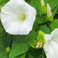 Pearly Gates Morning Glory Seeds | Non-GMO | Pure White Blooms | Fast-Climbing Vine |