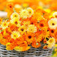 Pacific Beauty Mix Calendula Seeds | Non-GMO | Orange, Yellow, Cream Blooms | Edible Flowers |