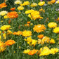 Pacific Beauty Mix Calendula Seeds | Non-GMO | Orange, Yellow, Cream Blooms | Edible Flowers |
