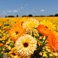 Pacific Beauty Mix Calendula Seeds | Non-GMO | Orange, Yellow, Cream Blooms | Edible Flowers |