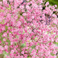 Pink Baby's Breath Seeds | Non-GMO | Light Pink Blooms | Cut & Dried Flowers |