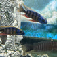 Taiwan Reef Cichlid (Protomelas sp. "Steveni Taiwan")