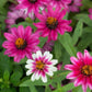 Profusion Cherry Bicolor Zinnia Seeds - 100+ Dual-Tone Blooms - USA Grown -  - Disease Resistant - Butterfly Garden