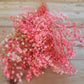 Pink Baby's Breath Seeds | Non-GMO | Light Pink Blooms | Cut & Dried Flowers |