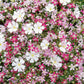 Pink Baby's Breath Seeds | Non-GMO | Light Pink Blooms | Cut & Dried Flowers |