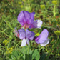 Perennial Sweet Pea 50 Seeds - Lathyrus Nervosus - Fragrant Vine -  - Cottage Garden - Trellis Climber - Non-GMO