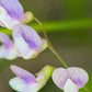 Perennial Sweet Pea 50 Seeds - Lathyrus Nervosus - Fragrant Vine -  - Cottage Garden - Trellis Climber - Non-GMO