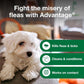 12 Oz Flea & Tick Shampoo for Puppies & Adult Dogs .