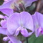 Perennial Sweet Pea 50 Seeds - Lathyrus Nervosus - Fragrant Vine -  - Cottage Garden - Trellis Climber - Non-GMO