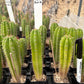 #EC225 Variety of Trichocereus Hybrid Cactus Bargain Potted Seedlings For Sale
