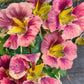Purple Emperor Nasturtium Seeds - 50+ Seeds - Rare Dark Blooms - Fast Shipping - USA Grown - Edible Flowers - Trailing Vine