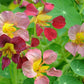 Purple Emperor Nasturtium Seeds - 50+ Seeds - Rare Dark Blooms - Fast Shipping - USA Grown - Edible Flowers - Trailing Vine