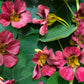 Purple Emperor Nasturtium Seeds - 50+ Seeds - Rare Dark Blooms - Fast Shipping - USA Grown - Edible Flowers - Trailing Vine