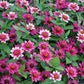 Profusion Cherry Bicolor Zinnia Seeds - 100+ Dual-Tone Blooms - USA Grown -  - Disease Resistant - Butterfly Garden
