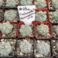 #28c Thelocactus hexaedrophorus