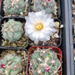 #28c Thelocactus hexaedrophorus