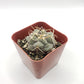 #28c Thelocactus hexaedrophorus