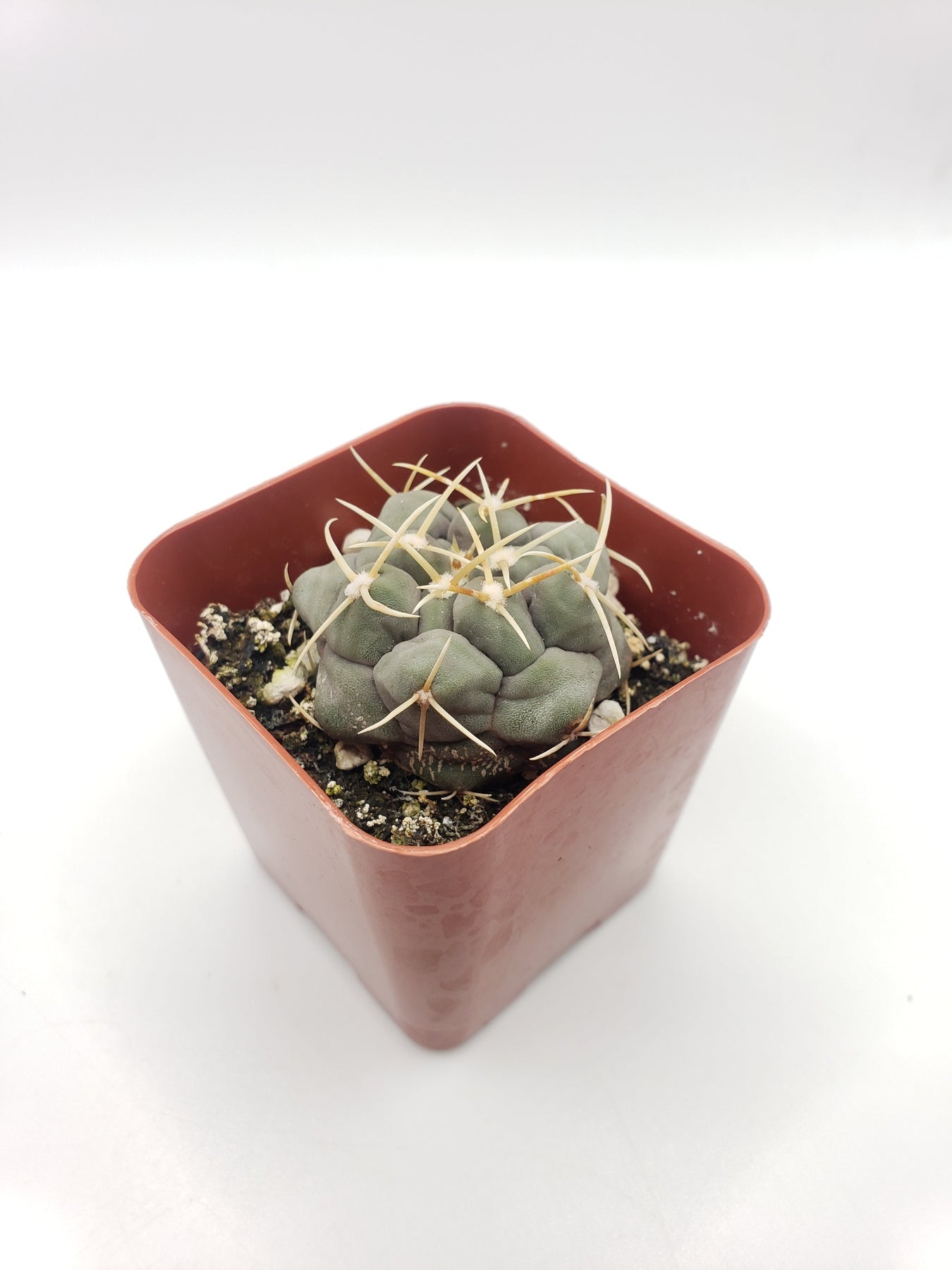 #28c Thelocactus hexaedrophorus