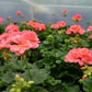 Patriot Salmon Geranium Seeds - 25+ Seeds - Vibrant Coral Blooms - USA Grown -  - Container & Garden Flowers