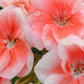 Patriot Salmon Geranium Seeds - 25+ Seeds - Vibrant Coral Blooms - USA Grown -  - Container & Garden Flowers