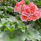 Patriot Salmon Geranium Seeds - 25+ Seeds - Vibrant Coral Blooms - USA Grown -  - Container & Garden Flowers