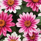Profusion Cherry Bicolor Zinnia Seeds - 100+ Dual-Tone Blooms - USA Grown -  - Disease Resistant - Butterfly Garden