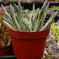 Senecio Woolly