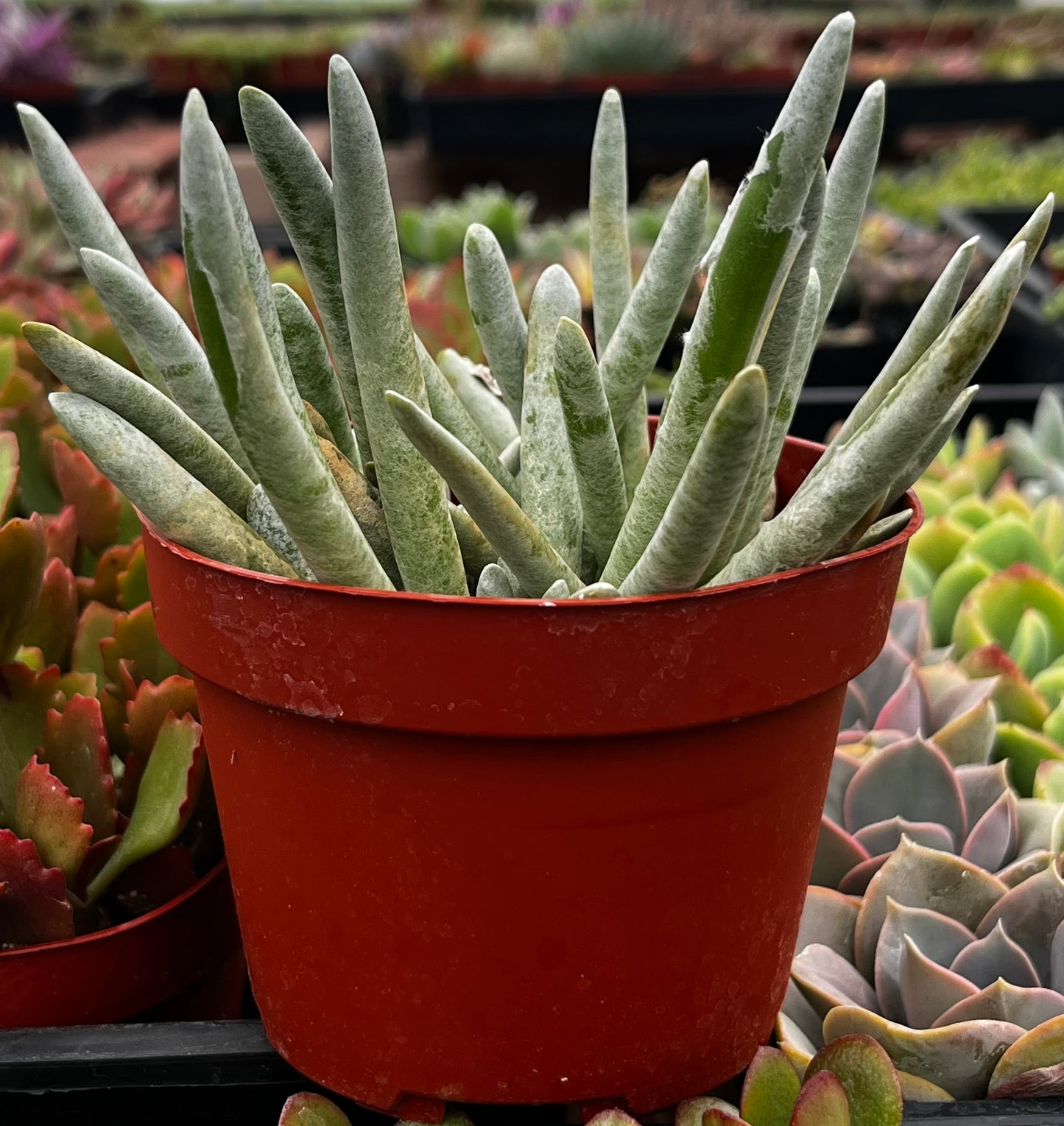 Senecio Woolly