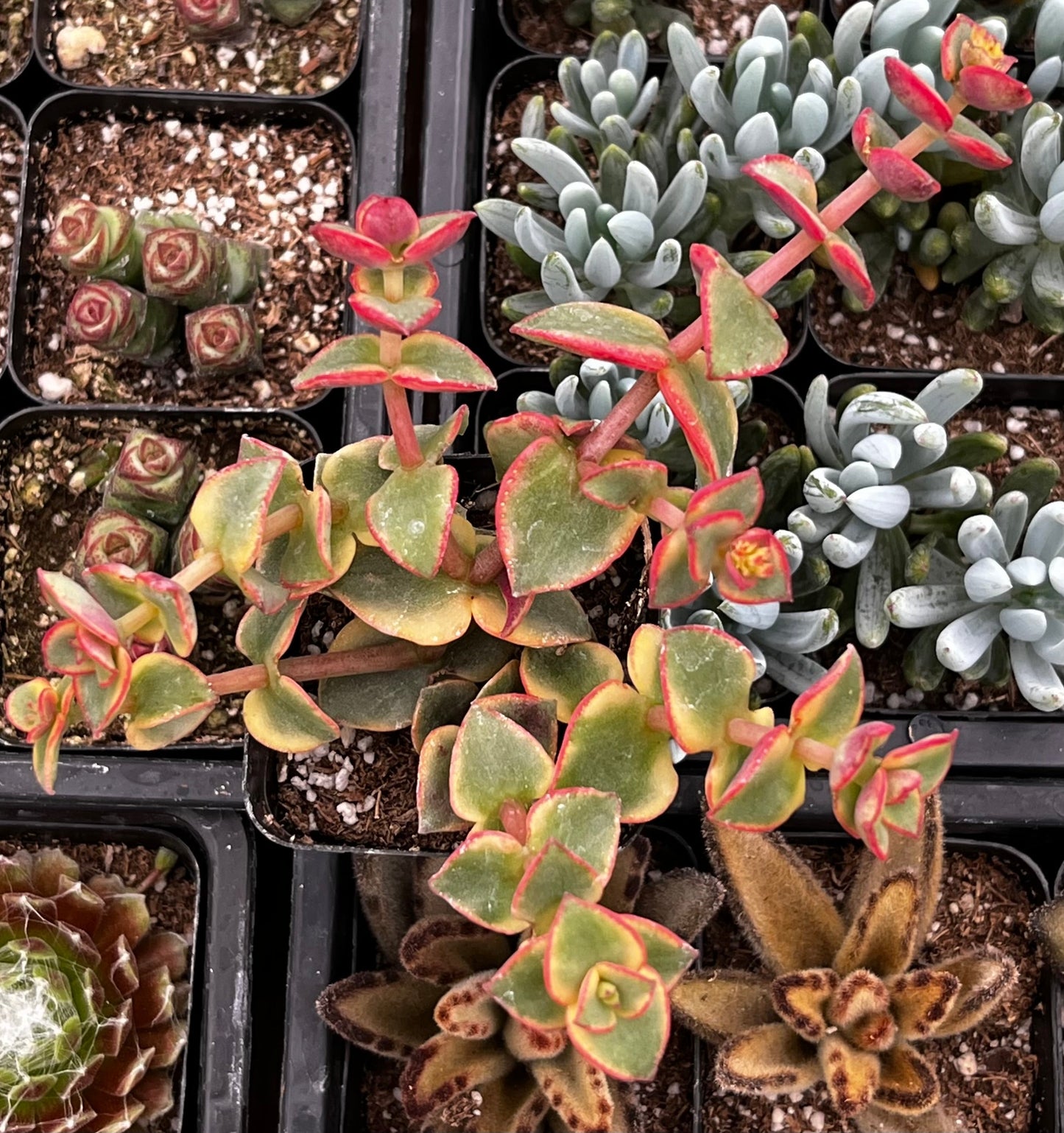 Variegated Crassula Calico Kitten