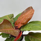 Philodendron 'Prince of Orange'