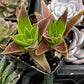 Crassula Red Pagoda