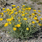 500 Yellow DESERT MARIGOLD Baileya Multiradiata Showy Drought Paper Daisy Flower Herb Seeds