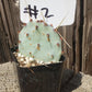 #2C Opuntia 2"