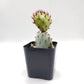 #2C Opuntia 2"