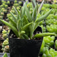 Senecio Radicans