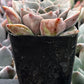 Graptopetalum Rusbyi