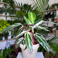 Stromanthe Triostar Calathea