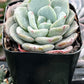 Echeveria Pinwheel