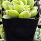 Sedum ‘Alice Evans’