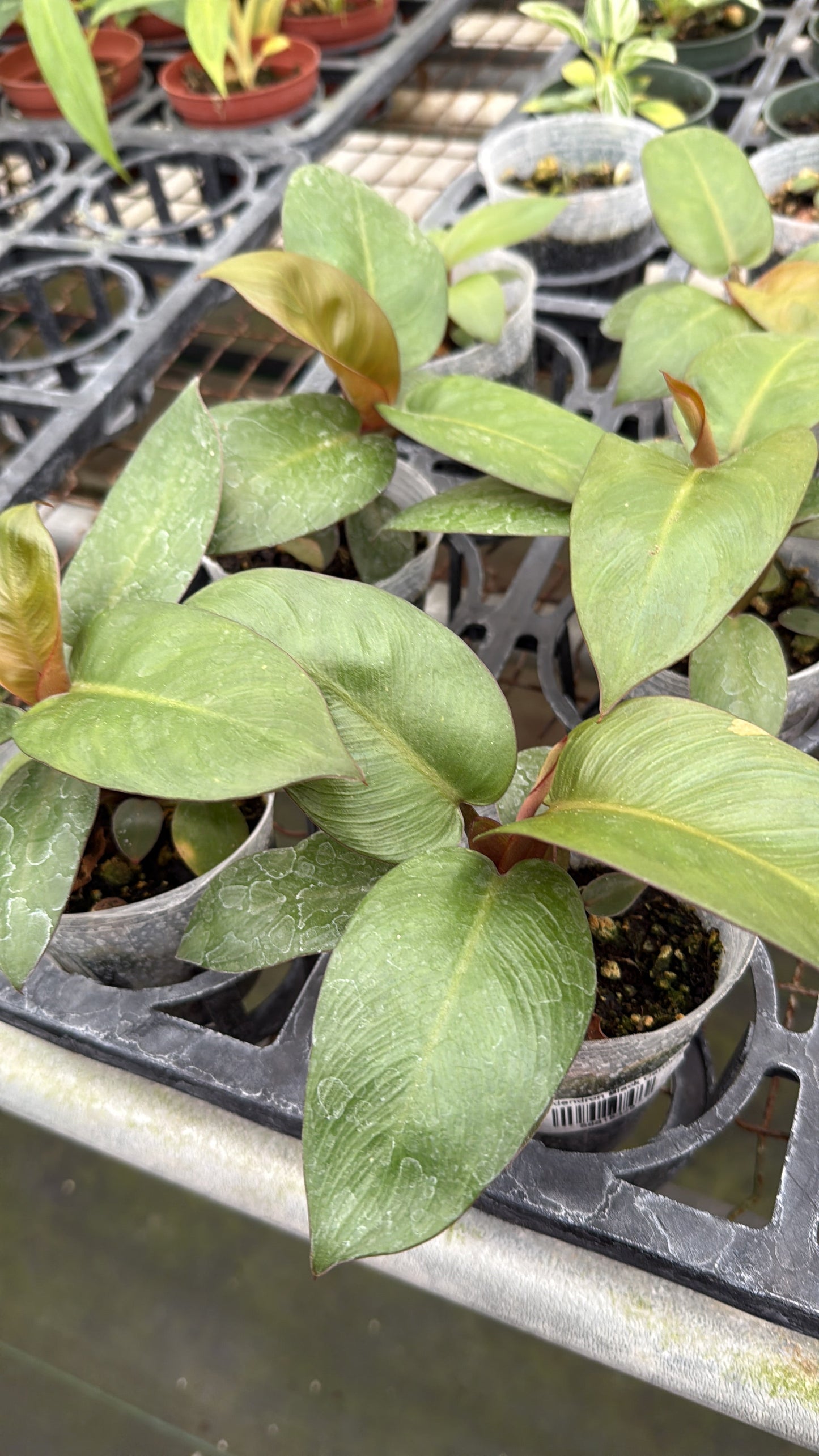 Philodendron Black Cardinal (S)