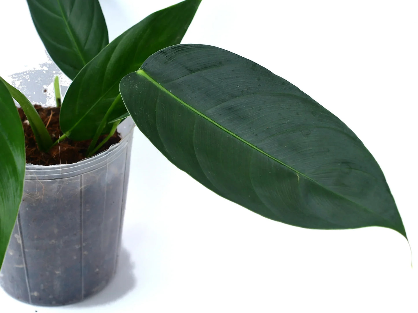 Philodendron scherberichii Ecuagenera x Philodendron patriciae (seedling)