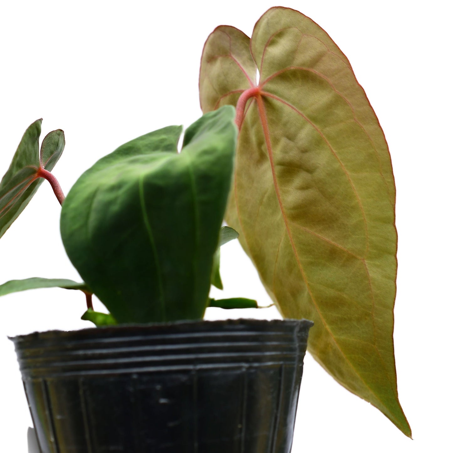 Anthurium Velvet Abyss (S)